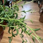 String Of Dolphins Senecio Peregrinus 12cm pot
