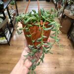 String Of Bananas Senecio Radicans 12cm pot