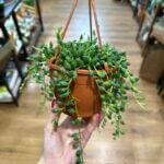 String Of Teardrops Senecio Herreianus 12cm pot
