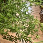 String Of Stars Senecio Twinkle Little Star 12cm pot