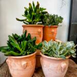 Crassula Succulent Money Plant 17cm