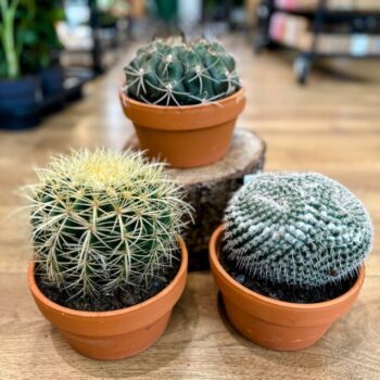 Easy to Care Cactus 17cm Terracotta pot Houseplants cactus 2