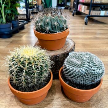 Easy to Care Cactus 17cm Terracotta pot Houseplants cactus 3