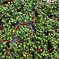 Senecio Rowleyanus String Of Pearls 5cm pot