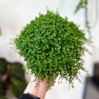 Soleirolia Soleirolii Irish Moss Baby Tears Hanging & Trailing baby plant