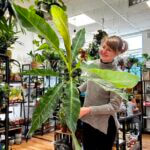 Musa Banana Acuminata Marble Variegated 19cm pot XL