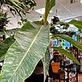 IMG_8344-EDIT