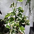 IMG_8470