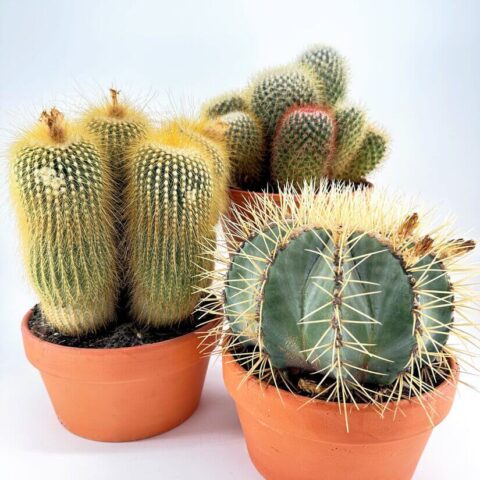A diverse collection of cacti in terracotta pots, highlighting unique shapes and vibrant colours.