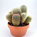 Cluster of colourful cacti in terracotta pot on white background, minimalist desert plant decor.