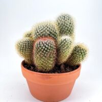 Cluster of colourful cacti in terracotta pot on white background, minimalist desert plant decor.
