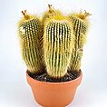 Potted cactus with spines and flowers in terracotta pot against white background.