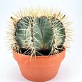 Globular cactus with golden spines in terracotta pot on white surface, minimalist background.