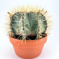 Globular cactus with golden spines in terracotta pot on white surface, minimalist background.