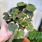 Variegated Saxifraga Stolonifera Strawberry Begonia 12cm pot