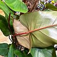 IMG_9102