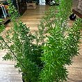IMG_9124