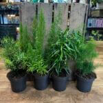 Asparagus Fern 12cm pot