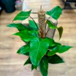 Philodendron Red Emerald 19cm pot
