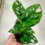 Monstera Adasonii Monkey Mask 11cm pot