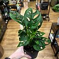 IMG_9505