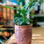 Rose Pink Glazed Rustic Planter