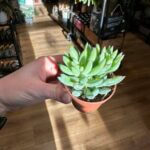 Sedum Morganianum Magnum Succulent 5cm pot