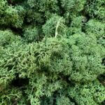 Preserved Reindeer Moss MEDIUM GREEN BULK