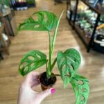 Monstera Adasonii Monkey Mask 5cm pot