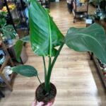 Strelitzia Nicolai Bird of Paradise 12cm pot REDUCED