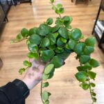Aeschynanthus Polka Dot Lipstick Plant 12cm pot