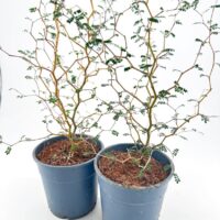 Delicate potted plants in blue pots, showcasing vibrant green leaves and elegant stems.