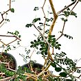 Close-up of a moringa plant showcasing delicate branches and glossy green leaves in pots.
