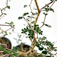 Close-up of a moringa plant showcasing delicate branches and glossy green leaves in pots.