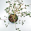 Delicate potted plant with spindly branches and bright green leaves against a minimalistic background.