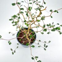 Delicate potted plant with spindly branches and bright green leaves against a minimalistic background.