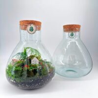 Beautiful glass terrariums, one vibrant with plants, the other a creative blank canvas.