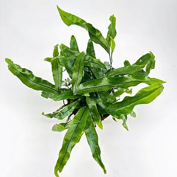 Lush green plant with glossy leaves on a white background, perfect for indoor gardening.
