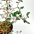 Elegant green leaves on delicate branches in a minimalist pot against a white background.