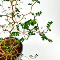 Elegant green leaves on delicate branches in a minimalist pot against a white background.