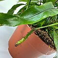 Vibrant green houseplant in terracotta pot, showcasing glossy leaves and healthy growth.