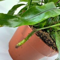 Vibrant green houseplant in terracotta pot, showcasing glossy leaves and healthy growth.