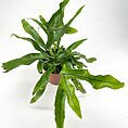 Vibrant green plant with wavy leaves in a terracotta pot, perfect for indoor spaces.