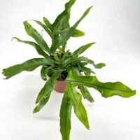 Vibrant green plant with wavy leaves in a terracotta pot, perfect for indoor spaces.