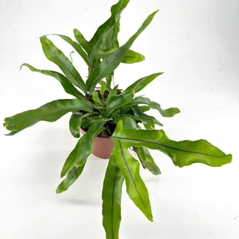 Lush Green Plant in Terracotta Pot for Indoor Decor Vibrant green plant with wavy leaves in a terracotta pot, perfect for indoor spaces.