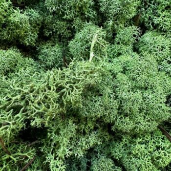 Preserved Reindeer Moss MEDIUM GREEN BAG