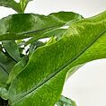 Vibrant green fern with glossy leaves showcasing intricate textures and natural beauty.
