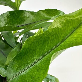 Vibrant green fern with glossy leaves showcasing intricate textures and natural beauty.