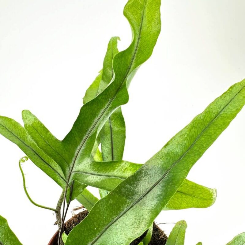 Vibrant Fern: A Touch of Nature Indoors Vibrant green fern with glossy leaves enhances indoor decor and promotes natural tranquility.