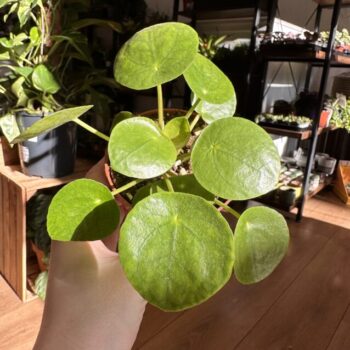 Pilea Peperomoides Chinese Lucky Money Plant Houseplants lucky plant 3